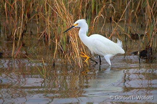 Snowy Egret_27510.jpg - Snowy Egret (Egretta thula) photographed near Port Lavaca, Texas, USA.